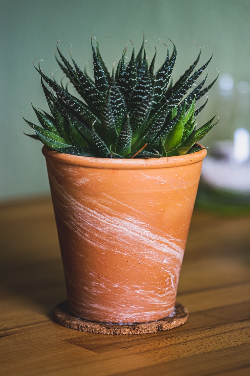 green plant in brown clay pot